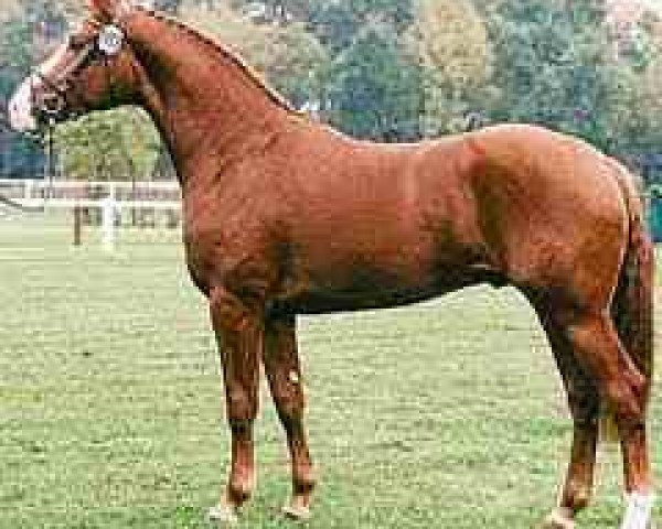 horse White Star (Hanoverian, 1993, from Weltmeyer)
