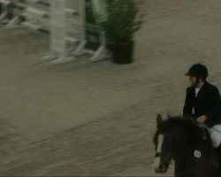 Pferd Hinde (Belgisches Reitpony, 2003, von Hoppenhof's Victor)