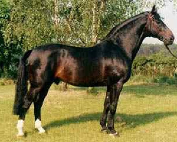 stallion Rex Fritz (Westphalian, 1978, from Ramiro Z)