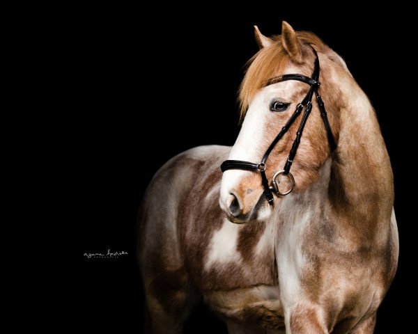 Dressurpferd O'Dakota (Pony ohne Rassebezeichnung, 2015)