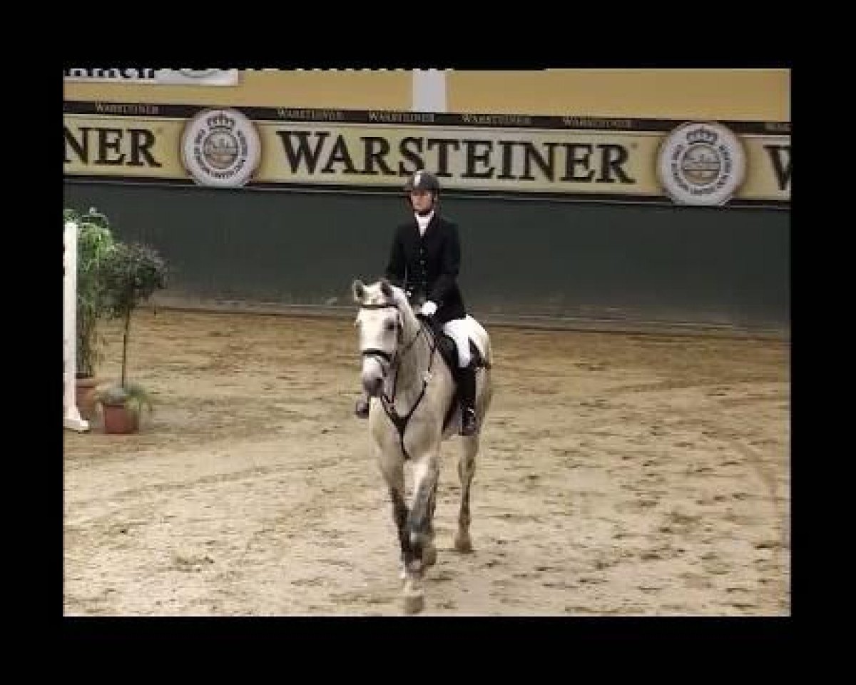 Zuchtstute Gironima (Oldenburger, 1991, von Bormio xx)