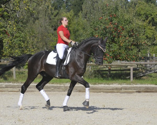 dressage horse Dosso Dossi 2 (Württemberger, 2005, from Daramis)