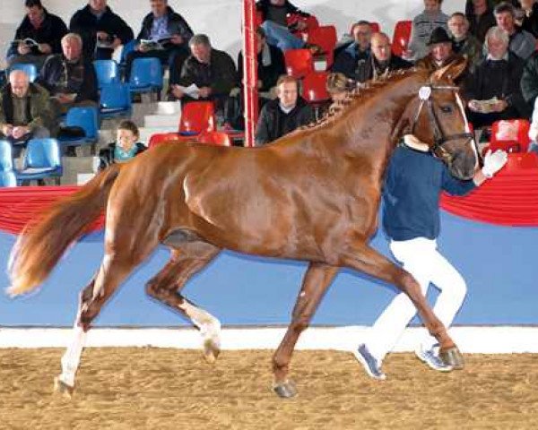 stallion Quarterline (Oldenburg, 2005, from Quattro B)