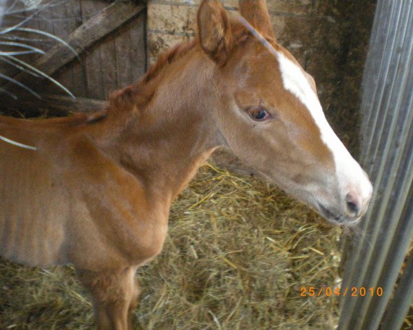 broodmare Alina (Oldenburg, 2010, from Quarterline)