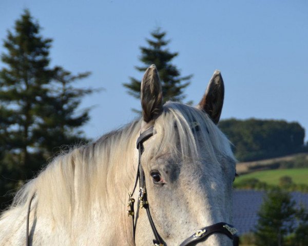 horse Pluto Elmar XVI (Noric, 2015, from Piano Elmar XV)