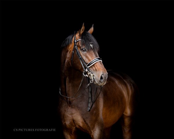 stallion Rosenfels (Hanoverian, 2010, from Glock's Romanov)