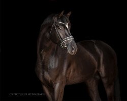 stallion Graf von Falkenhöh (Trakehner, 2019, from Blanc Pain)