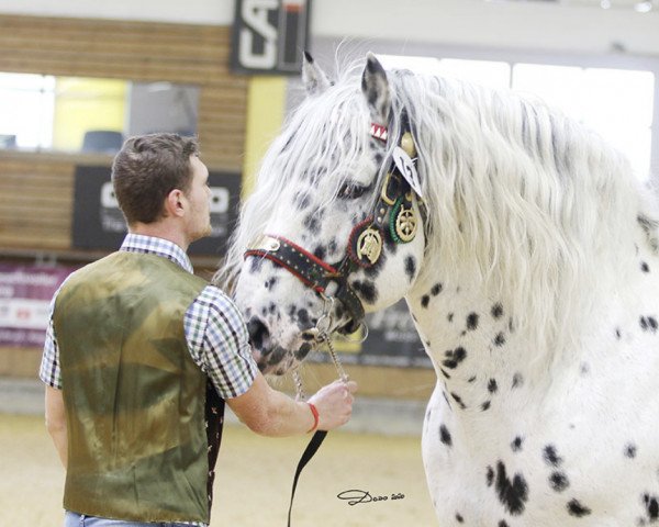 stallion Piano Elmar XV (Noric, 2007, from Pongau Elmar XIV)