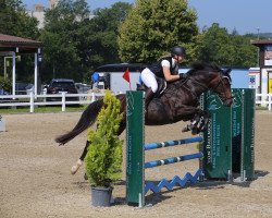 jumper Raiffa Romea As.fl. CH (Swiss Warmblood, 2009, from Comet A.S. FL.)