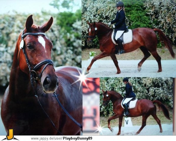 broodmare Royal Dream Girl J (German Sport Horse, 2007, from Samba Ole)