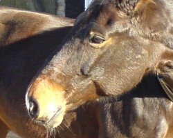 broodmare Gertrud (Mecklenburg, 1992, from Gontard)