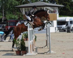 horse Hiszpan (Polish Warmblood, 2001, from Lavendel)