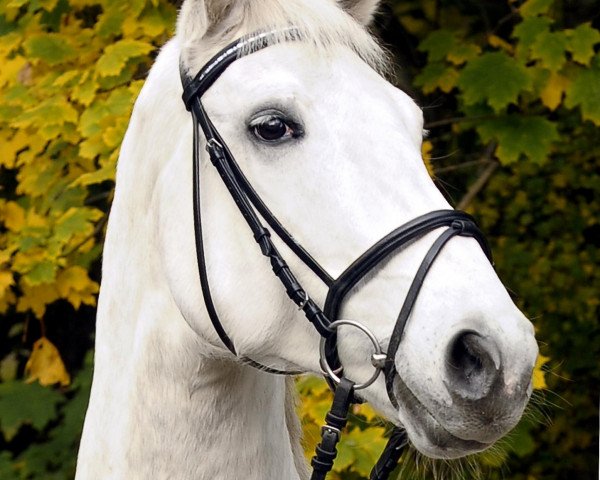 horse Real Diamond 4 (Hanoverian, 2002, from Regazzoni)