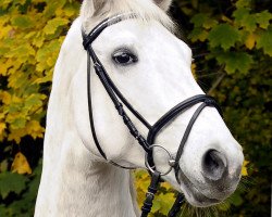 horse Real Diamond 4 (Hanoverian, 2002, from Regazzoni)