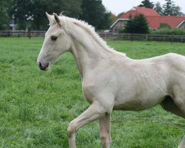 Zuchtstute Mc Jewel (Nederlands Rijpaarden en Pony, 2011, von McJonnas)