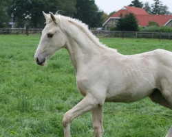 Zuchtstute Mc Jewel (Nederlands Rijpaarden en Pony, 2011, von McJonnas)