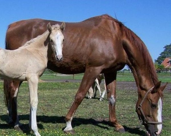 broodmare Naradibah B (KWPN (Royal Dutch Sporthorse), 1995, from Krokus)