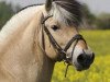 stallion Kjarson (Fjord Horse, 1997, from Kvest Halsnæs)