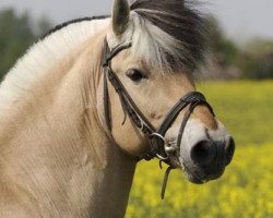 stallion Kjarson (Fjord Horse, 1997, from Kvest Halsnæs)