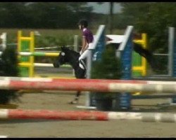 jumper Charlotte 86 (German Riding Pony, 1998, from Capri Moon)