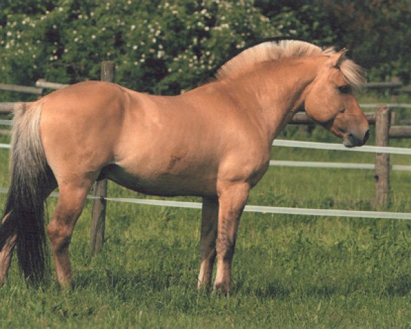 stallion Skjöld (Fjord Horse, 1995, from Skagen)