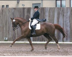 dressage horse Ravenna 326 (Trakehner, 2001, from Napoleon Quatre)