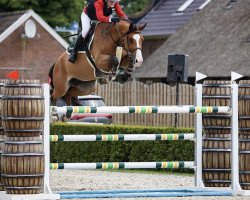 jumper Oberon van den Berg (Belgian Warmblood, 2014, from Thunder van de Zuuthoeve)