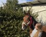 jumper Cedric 101 (Oldenburg show jumper, 2016, from Cabachon)