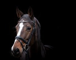 dressage horse Pontina 3 (Westphalian, 2011, from Ullrich Equine's Pontecini)