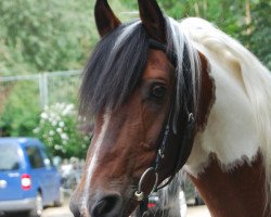 stallion Akino (Pinto / Small Riding Horse, 1993, from Arnabi 1973 ox)