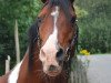 stallion Ashur Ibn Akino (Pinto / Small Riding Horse, 1998, from Akino)