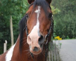 stallion Ashur Ibn Akino (Pinto / Small Riding Horse, 1998, from Akino)