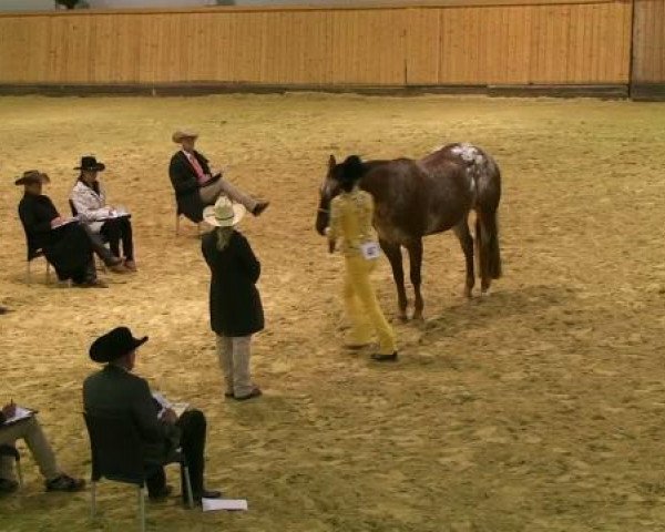 horse Top Gun BH (Appaloosa, 2003, from A Clark Olena)