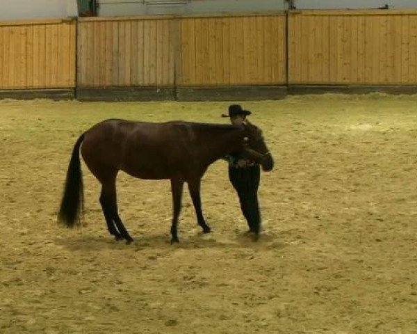 Pferd Zippo's Lady Hotrod (Appaloosa, 2004, von Mr. Zippo Scotch Bar)