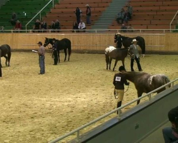 horse LR Mighty Savanna (Appaloosa, 2008, from TT Mighty Jackpot)