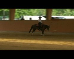 horse TL Mini Olena (Quarter Horse, 2003, from Spat Olena)