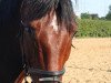 dressage horse Donbay (Oldenburg, 2002, from Donatelli I)