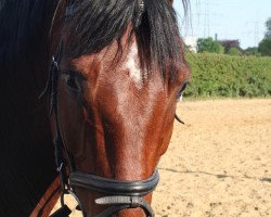 dressage horse Donbay (Oldenburg, 2002, from Donatelli I)