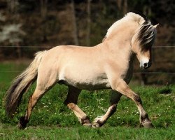 stallion Ohlsen (Fjord Horse, 1982, from Olger F 114)