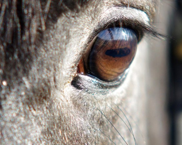 horse Little Jumpy (Hanoverian, 2008, from Linton)