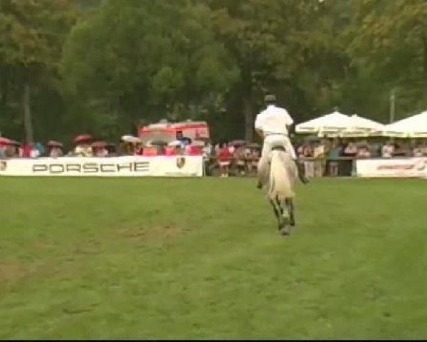 jumper Vladimir (Dutch Warmblood, 2002, from Darco)
