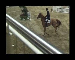 broodmare Babett (Haflinger, 1985, from 1344 Namibia)