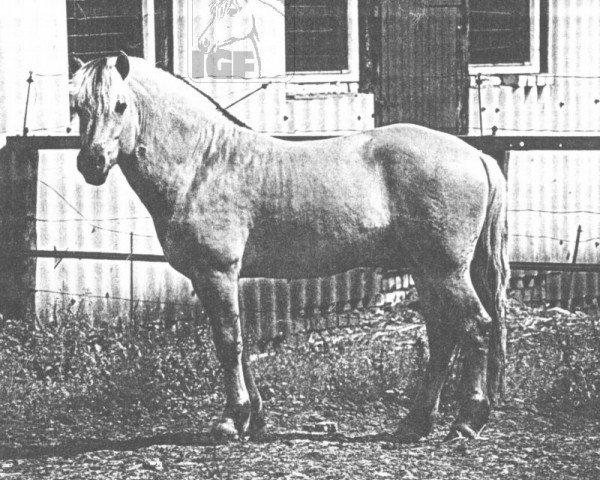 stallion Imre (Fjord Horse, 1971, from Idor)