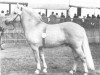 stallion Stormarn K (SH) 338 (Fjord Horse, 1965, from Steen SH 285)