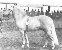 stallion Stormarn K (SH) 338 (Fjord Horse, 1965, from Steen SH 285)