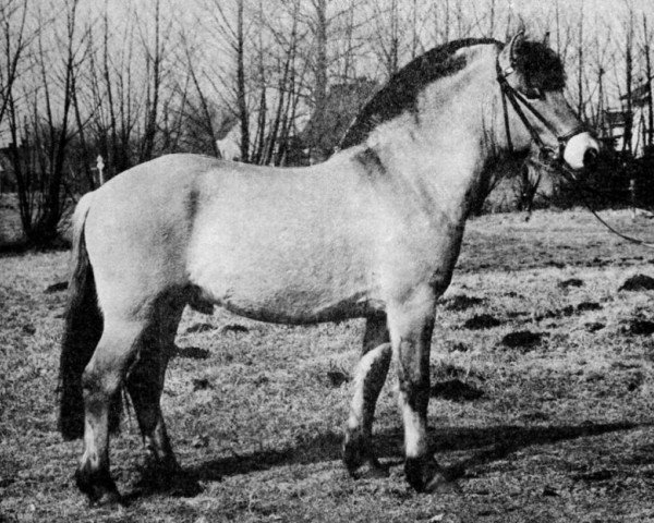 stallion Stanley (Fjord Horse, 1973, from Stormarn K (SH) 338)