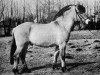 stallion Stanley (Fjord Horse, 1973, from Stormarn K (SH) 338)