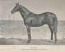 stallion Xaintrailles xx (Thoroughbred, 1882, from Flageolet xx)