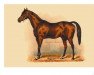 stallion Plutus xx (Thoroughbred, 1863, from Trumpeter II xx)