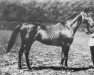 stallion Monarque xx (Thoroughbred, 1852, from The Emperor xx)